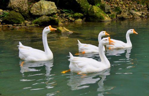 娱乐吃瓜酱鹅,揭秘娱乐圈那些不为人知的幕后故事